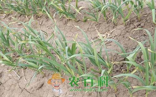 大蒜常见病害成因及防治方法