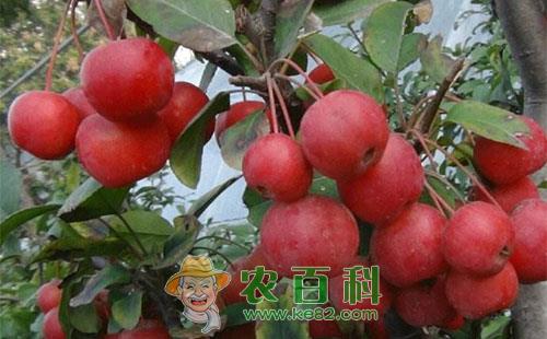 苹果小果病的受害症状、传播途径、发病原因及预防措施