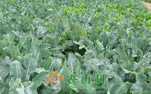 西兰花叶霉病的症状、传播途径及防治方法
