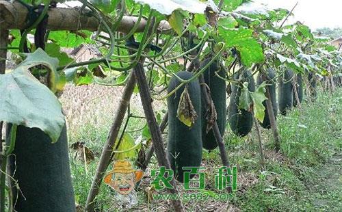 冬瓜瓜蓟马的为害症状、发生规律及防治措施