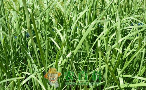韭菜为什么控旺,韭菜控旺常用产品