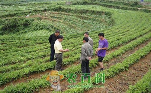 魔芋化学除草的优势及技术措施分析介绍