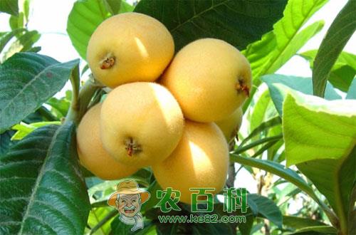 枇杷树怎么种,枇杷树种植技术
