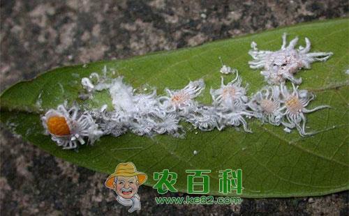 柑橘吹绵蚧的危害症状、发生规律、暴发原因及防治技术
