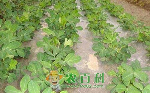 花生缺氮症状及其应对措施分析总结