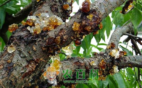 桃树流胶病的病原、病因及综合防治技术