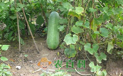 冬瓜炭疽病的症状表现、发生规律及防治方法