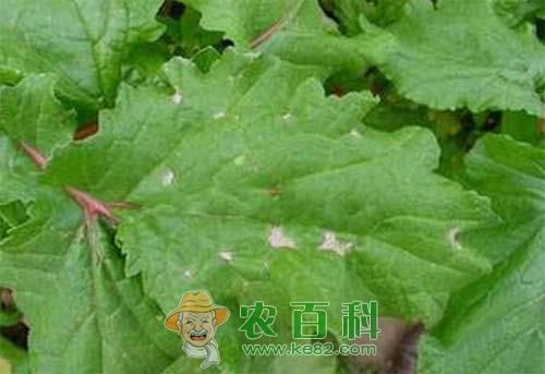 萝卜霜霉病识别要点及防治方法