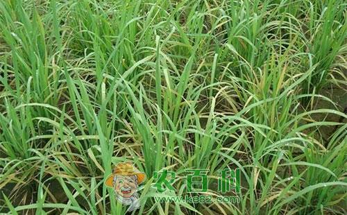 水稻缺锌有哪些症状，水稻缺锌怎么办	