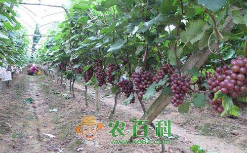 葡萄的果穗管理及增大果穗的措施
