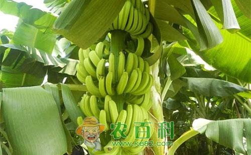 香蕉斜纹夜蛾的为害症状、发生规律及防治措施
