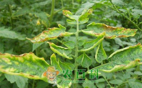 番茄缺钾的症状、原因及补钾措施