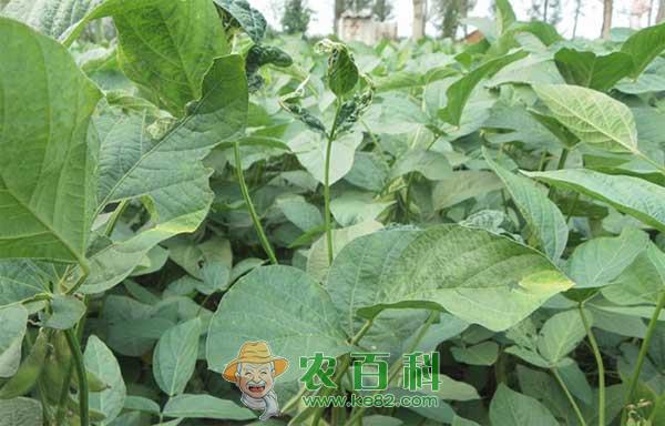 大豆蚜虫怎么治，大豆蚜虫的防治技术