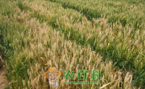 小麦全蚀病需采取综合防控措施