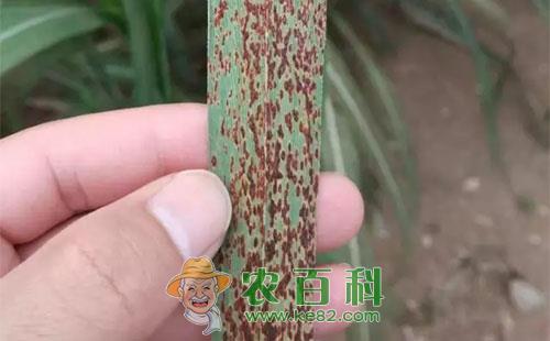 甘蔗锈病的为害症状、发病条件、浸染途径及防治方法