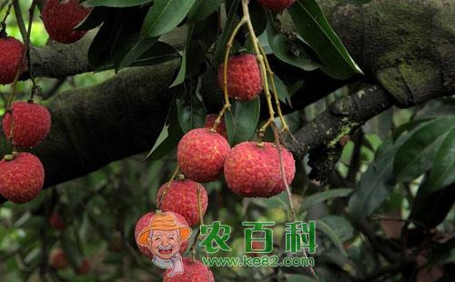荔枝后黄小卷蛾的形态特征、生活习性及防治方法