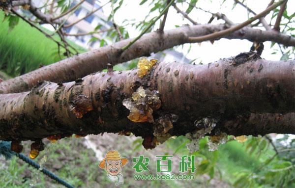 桃树流胶病的治疗方法有哪些