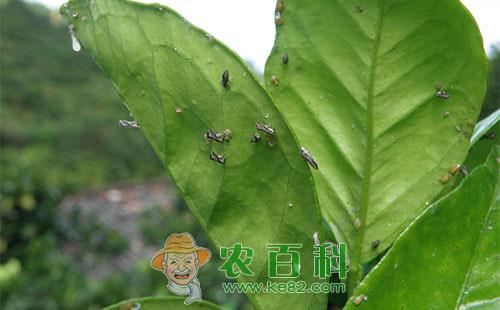 柑橘木虱的生活习性、为害方式、危害情况及综合防治措施
