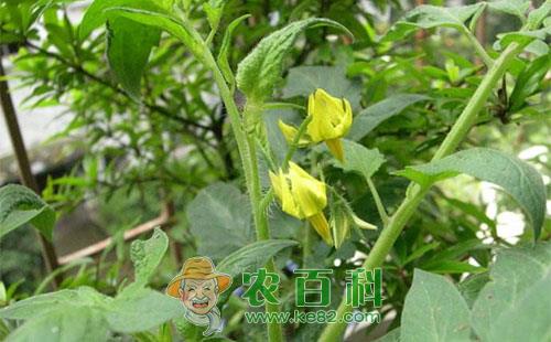 大棚番茄落花的发生原因及预防措施详细介绍