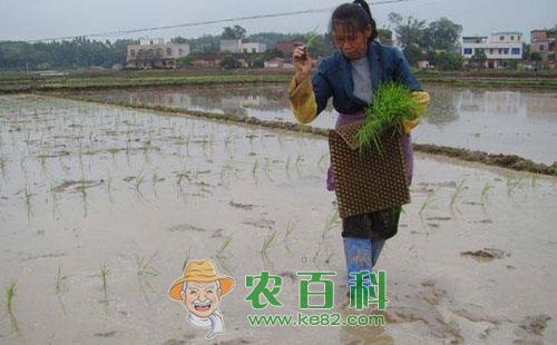 水稻抛秧技术要点知识分析总结