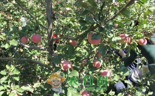 苹果小果病的受害症状、传播途径、发病原因及预防措施