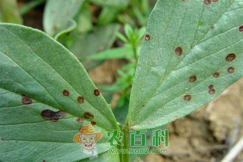 蚕豆赤斑病症状及综合防治措施