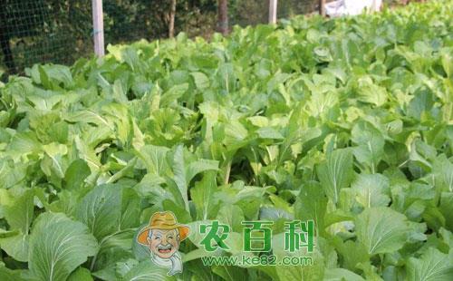 青菜白斑病的为害症状、病原、发生规律及防治措施
