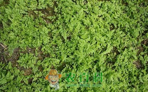 蕨菜的功效作用与人工栽培技术