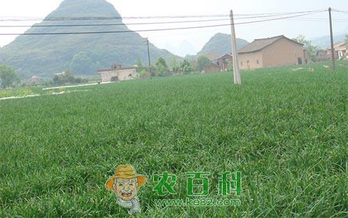 大棚韭菜栽培管理技术总结