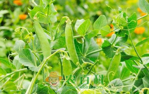 如何防治豌豆萎蔫病