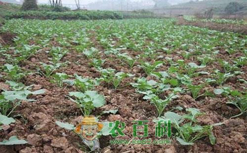 油菜低产是什么原因造成，有哪些提高对策呢？