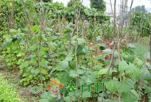 豆角死藤病因、发生规律及防治