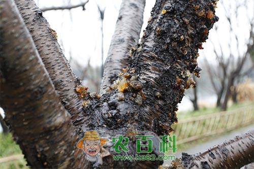 桃树流胶是什么原因,桃树流胶病怎么防治