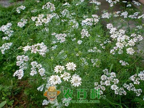 夏季香菜如何种植