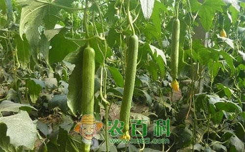 丝瓜白斑病的症状、病原、侵染规律及防治措施