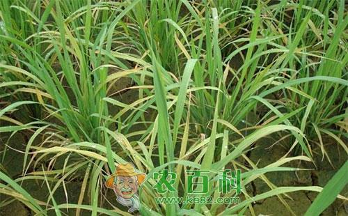 水稻缺锌有哪些症状，水稻缺锌怎么办