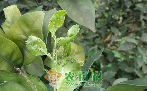 柑桔木虱的生活习性及防治技术要点