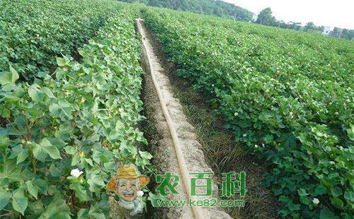 棉花野蛞蝓的为害症状、生活习性、发生规律及防治措施