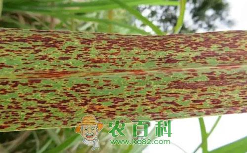 甘蔗锈病的为害症状、发病条件、浸染途径及防治方法