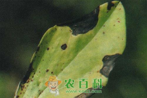 蚕豆轮纹病的综合治疗措施总结