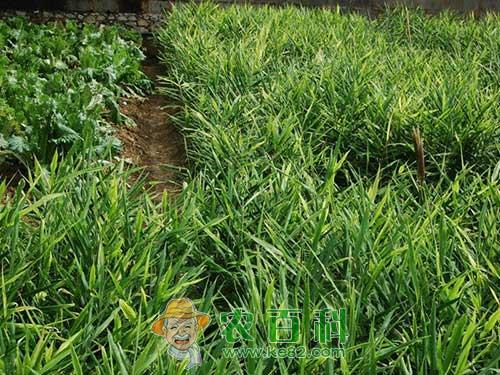 夏秋季节生姜巧管理，丰收在即！