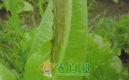 莴苣褐腐病的症状、病原、发生因素及防控措施