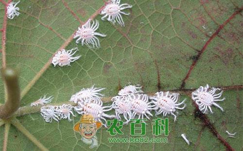 石榴吹绵蚧虫害的形态特征、危害特点、发生规律和防治方法