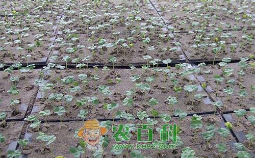 棉花育苗冻害、渍害、肥害症状及预防措施