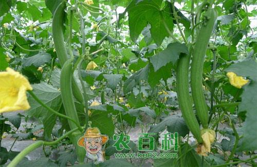 丝瓜猝倒病发病条件及防治措施