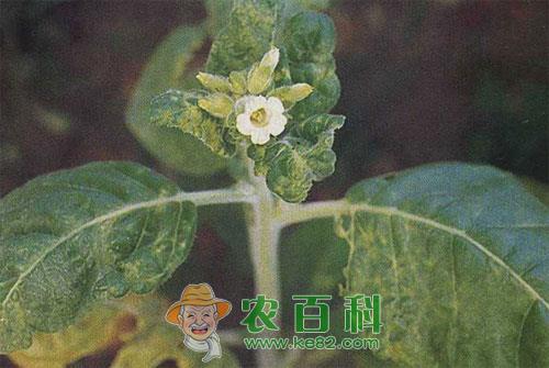 烟草花叶病症状和防治方法