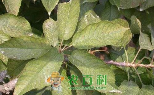 苹果全爪螨的主要危害、发生规律及防治方法