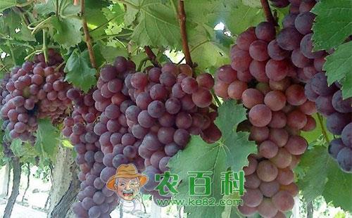 葡萄的果穗管理及增大果穗的措施