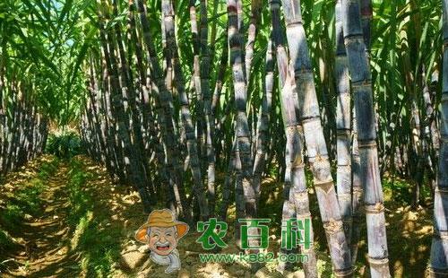 甘蔗凤梨病的危害症状、发生规律及防治方法