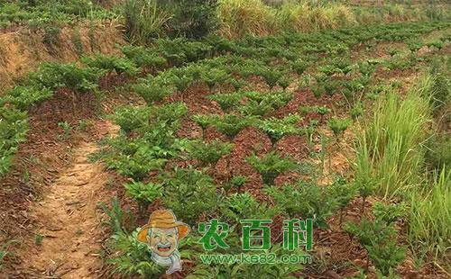 魔芋化学除草的优势及技术措施分析介绍